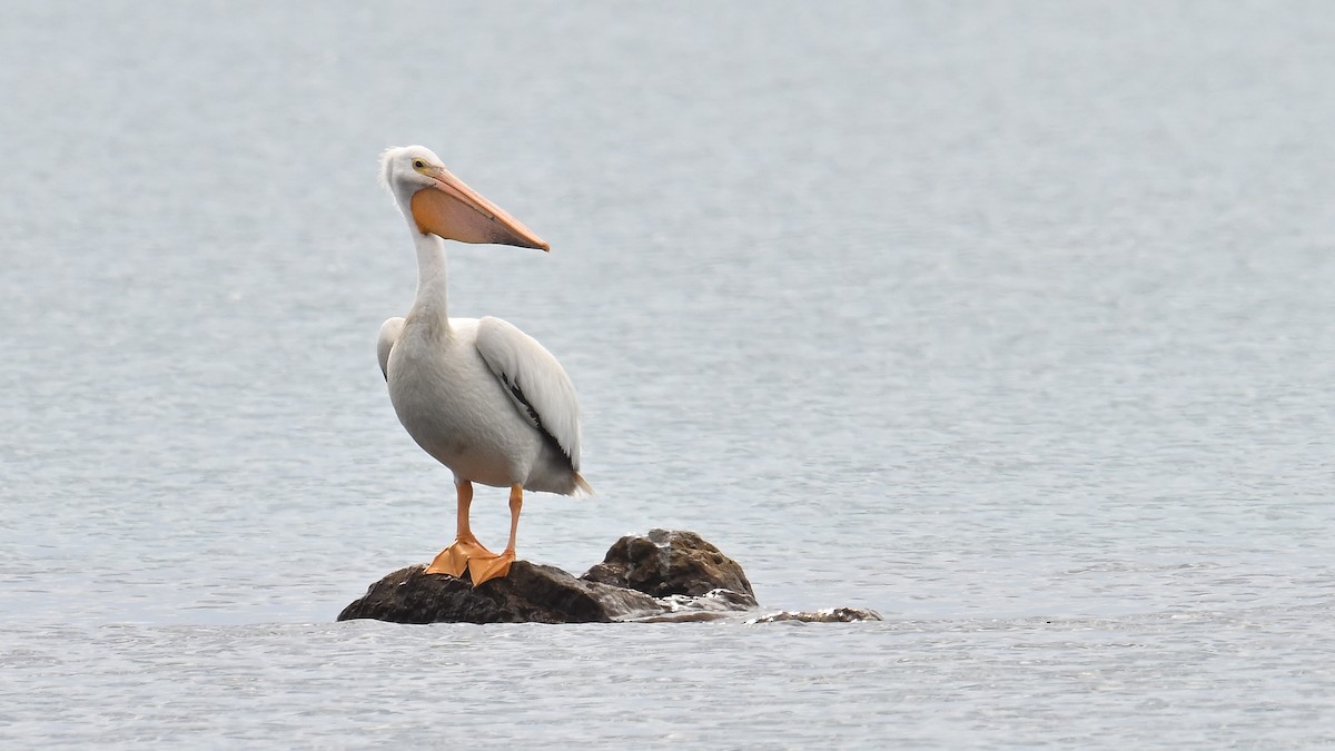 American White Pelican - ML620860626