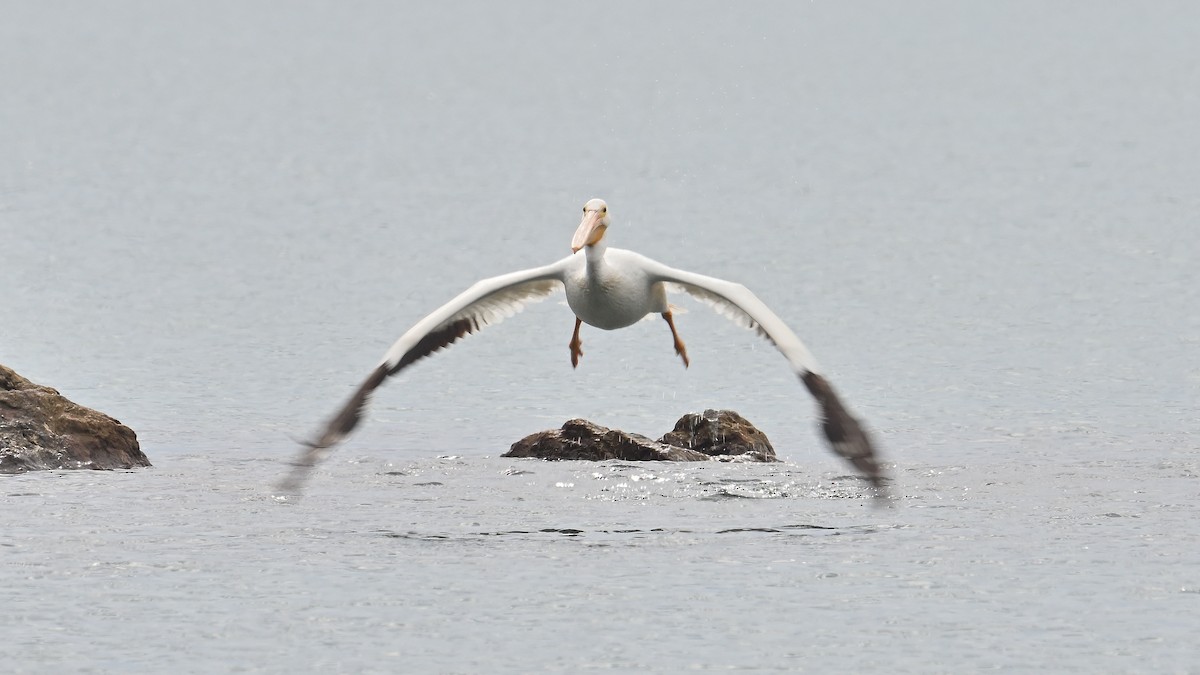 American White Pelican - ML620860627