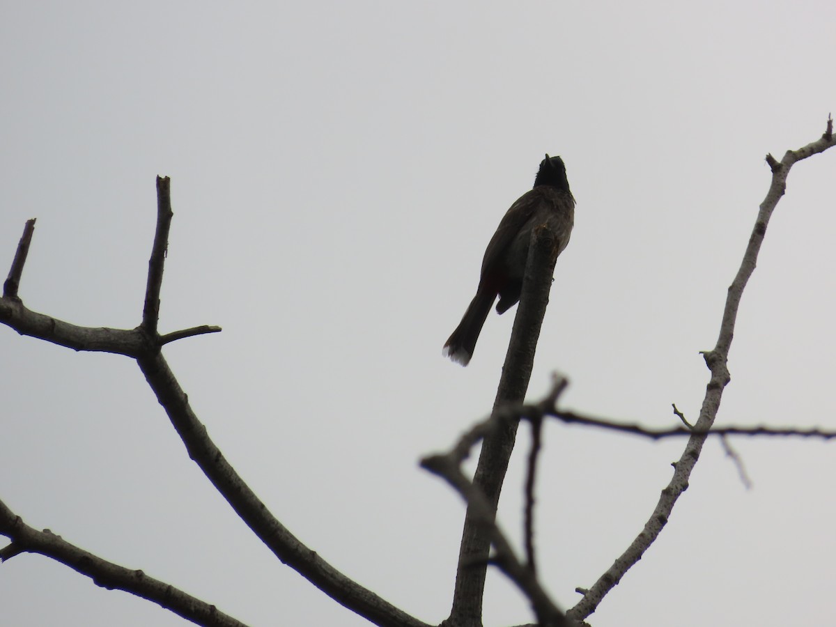 Red-vented Bulbul - ML620860631