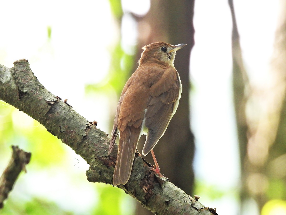 Veery - ML620860655