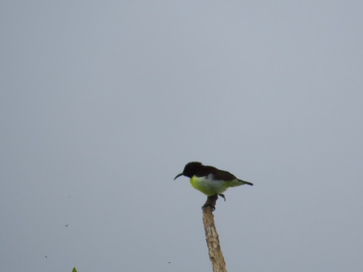 Purple-rumped Sunbird - ML620860667