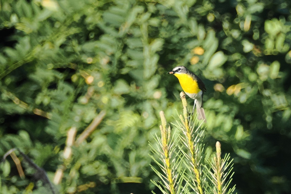 Yellow-breasted Chat - ML620860671