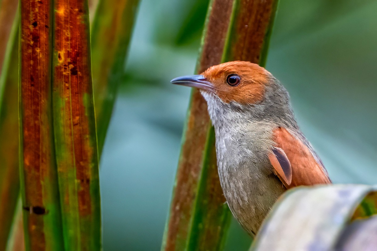 Red-faced Spinetail - ML620860677