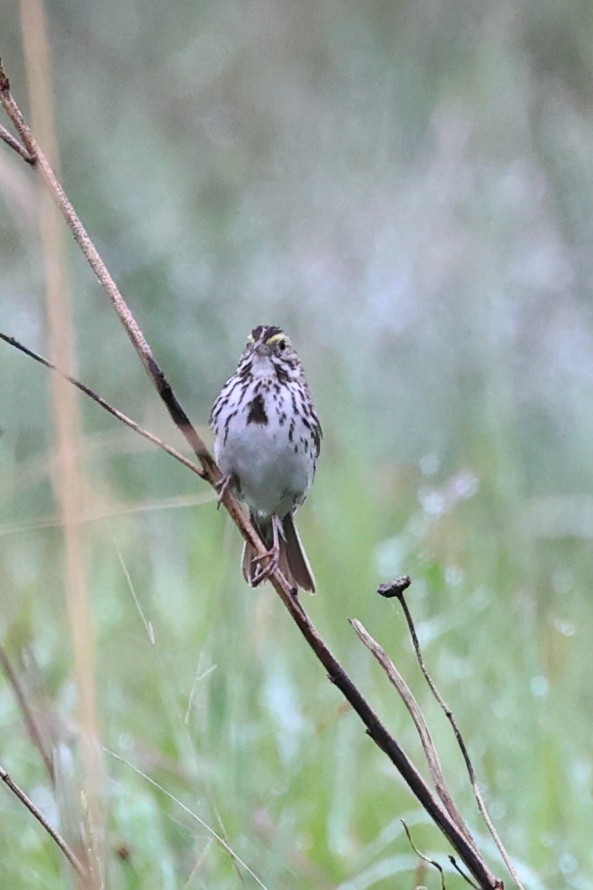 Savannah Sparrow (Savannah) - ML620860707