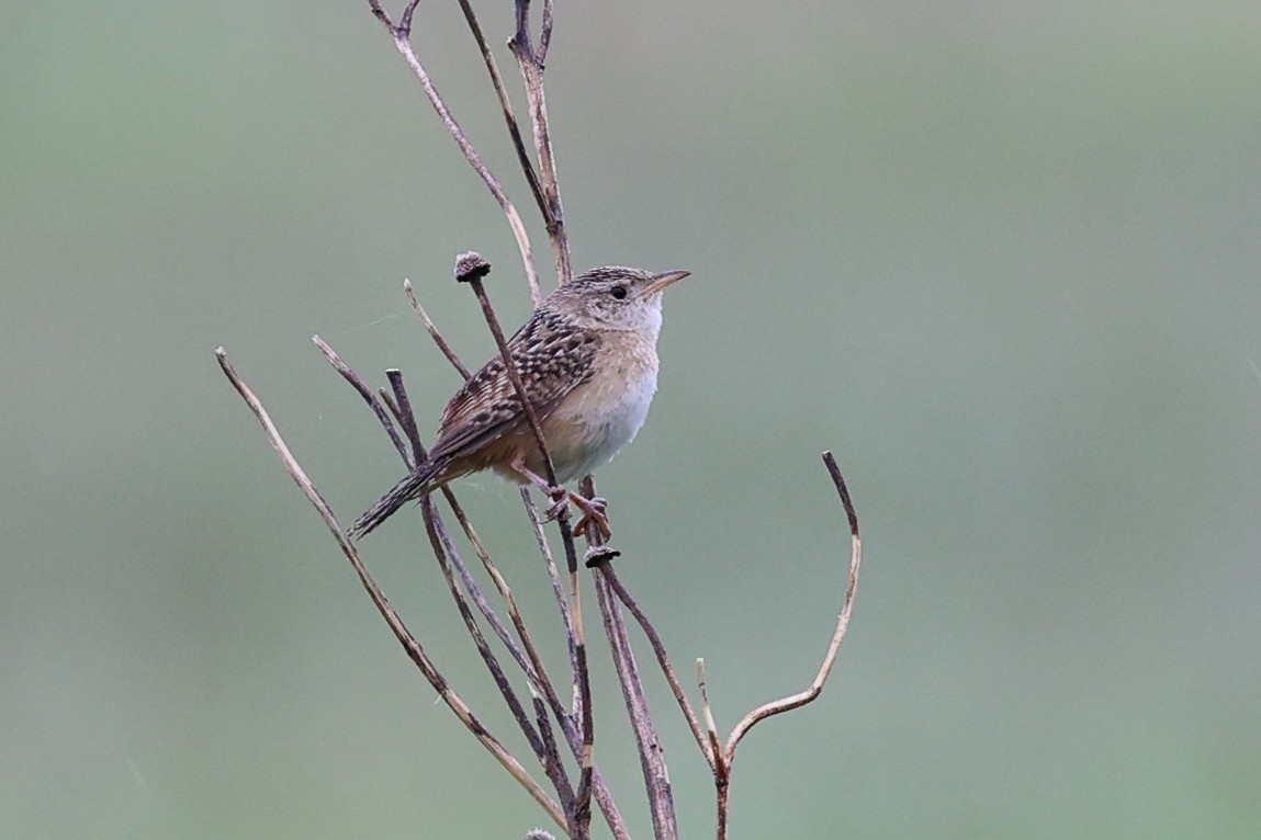 Sedge Wren - ML620860710