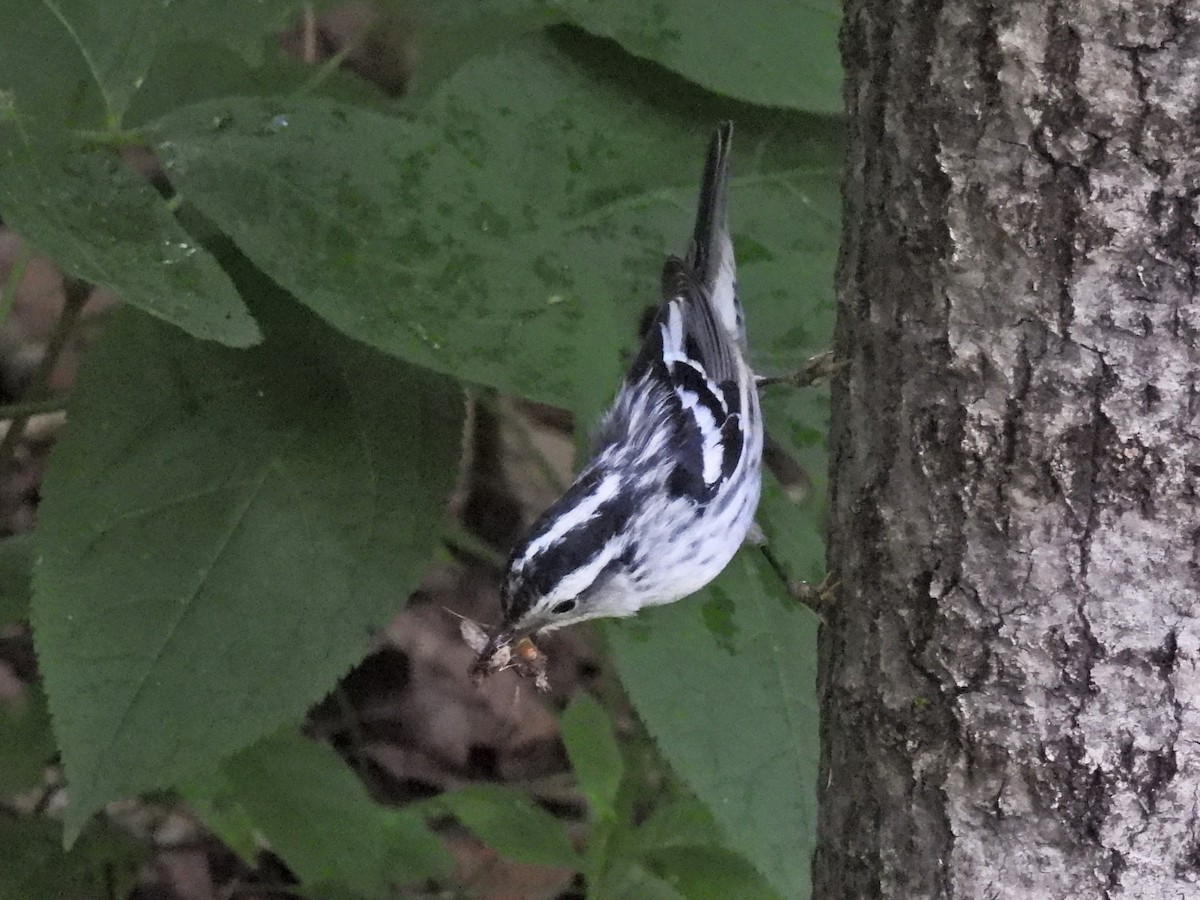 Black-and-white Warbler - ML620860719