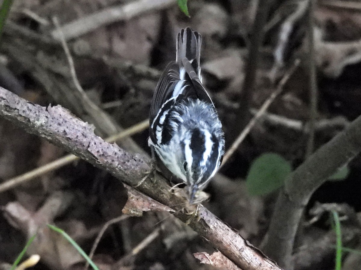 Black-and-white Warbler - ML620860720