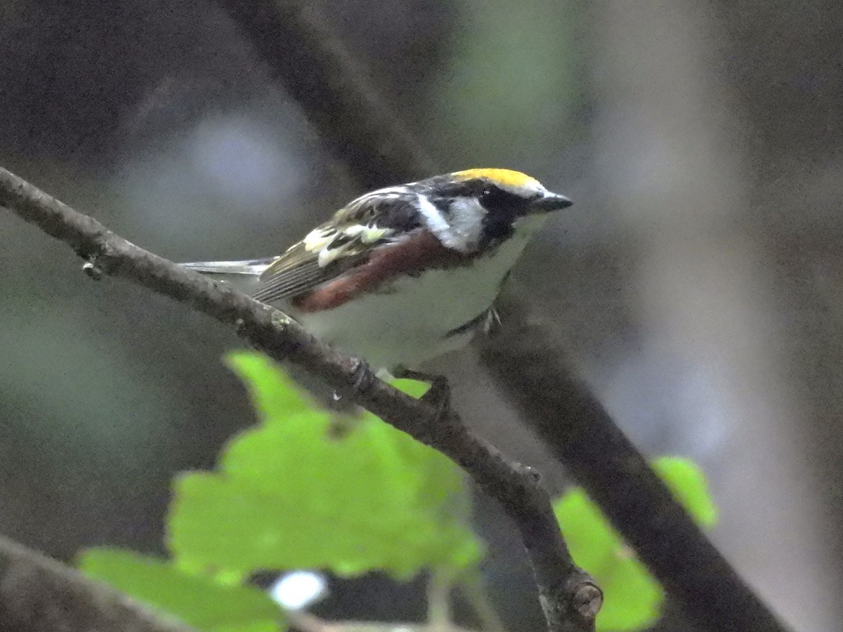 Chestnut-sided Warbler - ML620860726