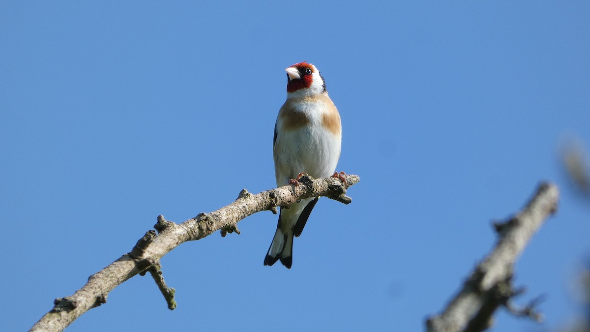 European Goldfinch - ML620860728