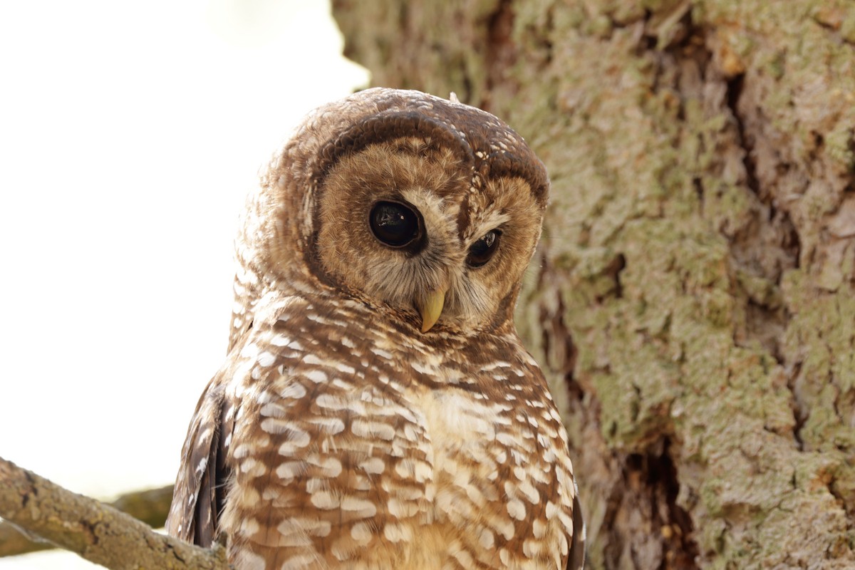 Spotted Owl - ML620860735