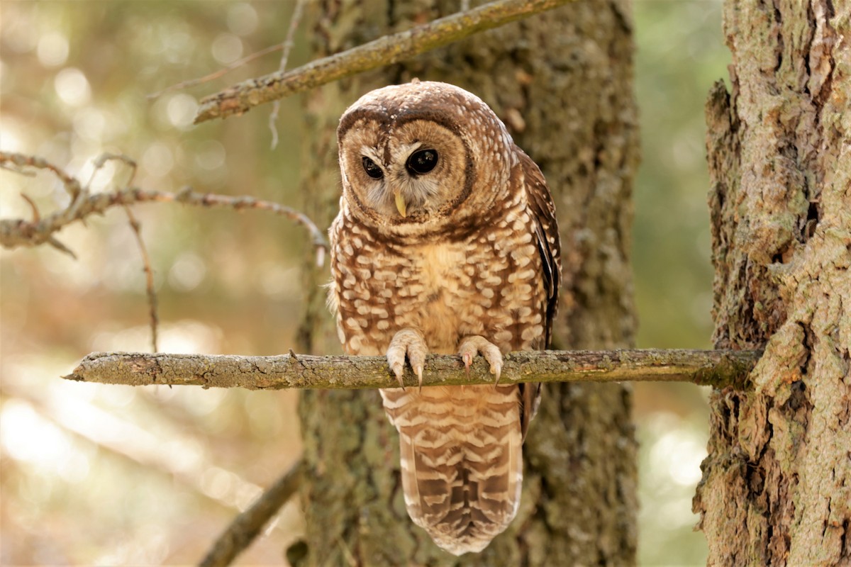 Spotted Owl - ML620860736