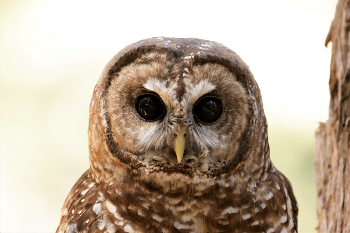 Spotted Owl - ML620860737