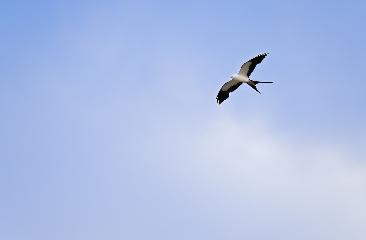 Swallow-tailed Kite - ML620860762