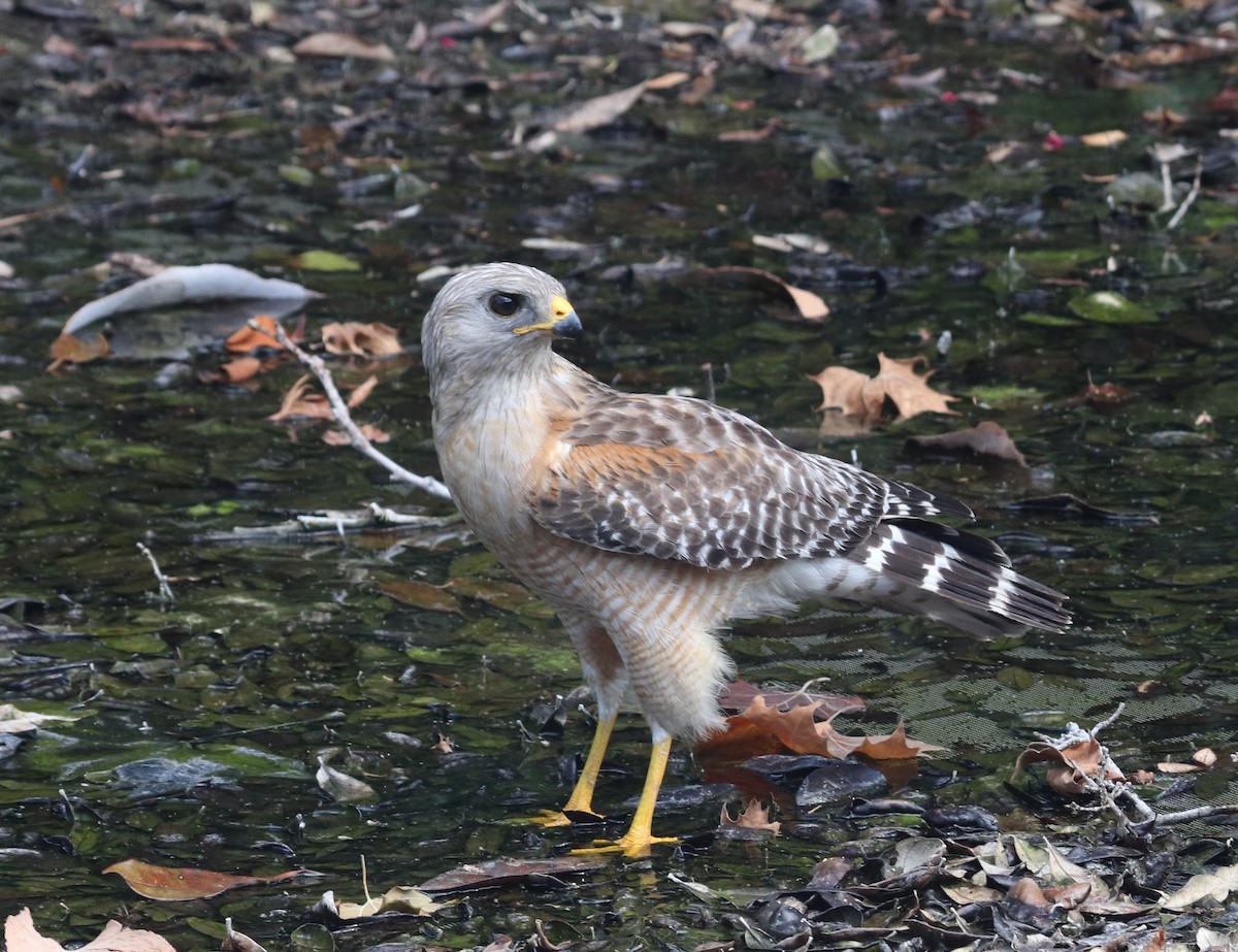 Red-shouldered Hawk - ML620860766