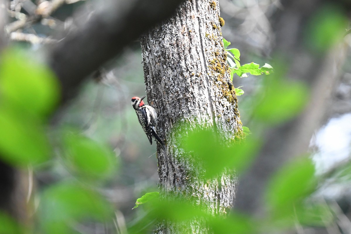 Yellow-bellied Sapsucker - ML620860773