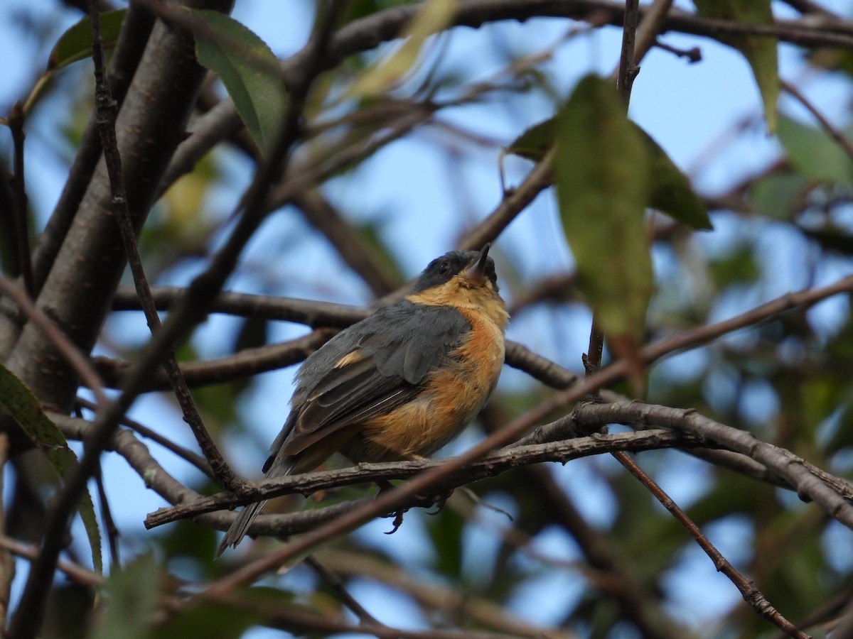 Rusty Flowerpiercer - ML620860785