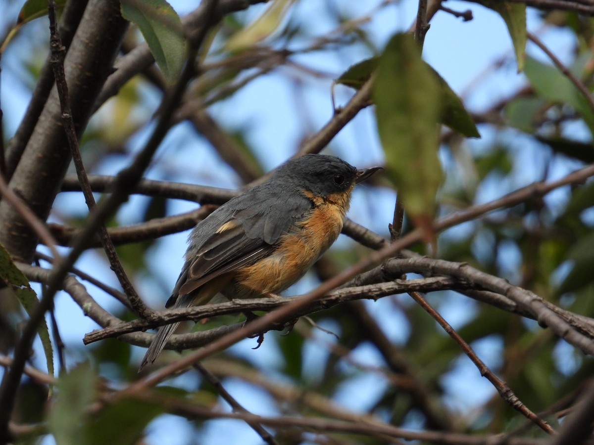 Rusty Flowerpiercer - ML620860786