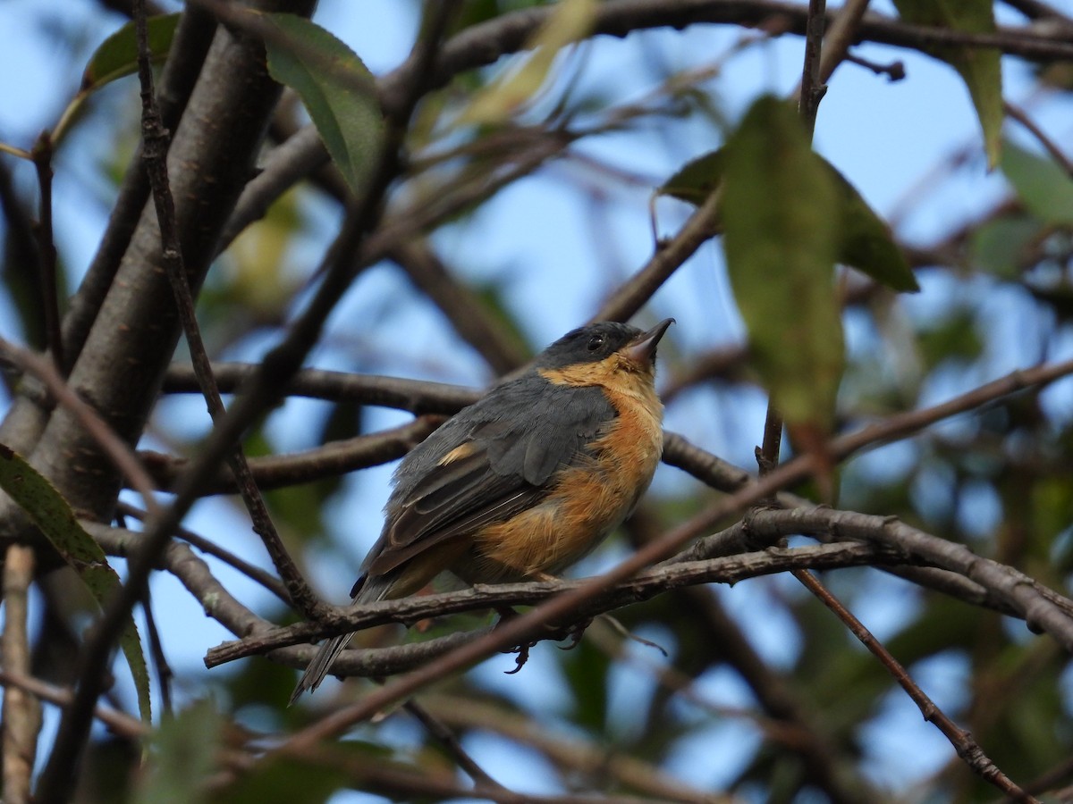 Rusty Flowerpiercer - ML620860788