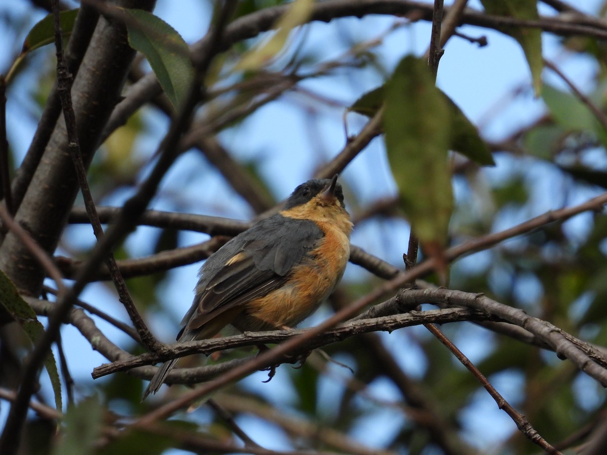 Rusty Flowerpiercer - ML620860789