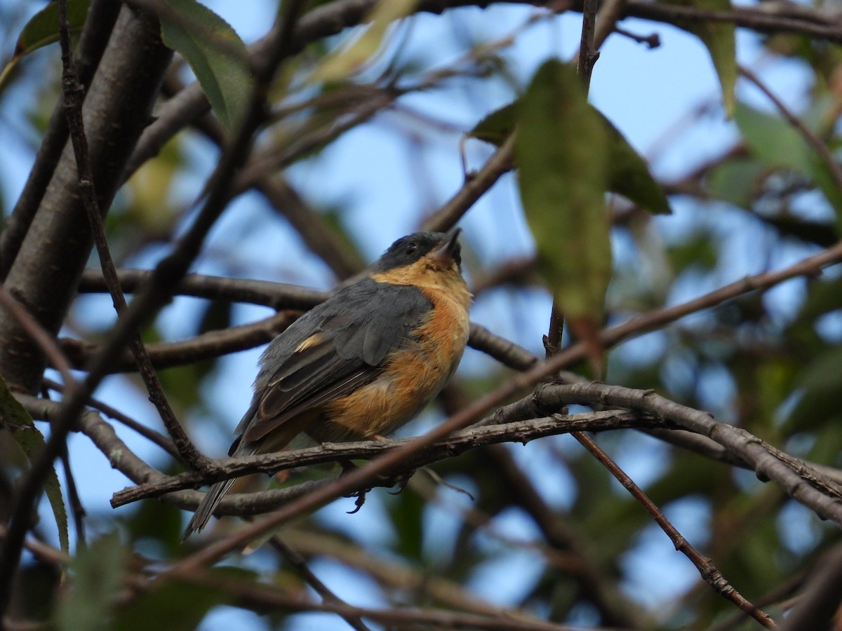 Rusty Flowerpiercer - ML620860791