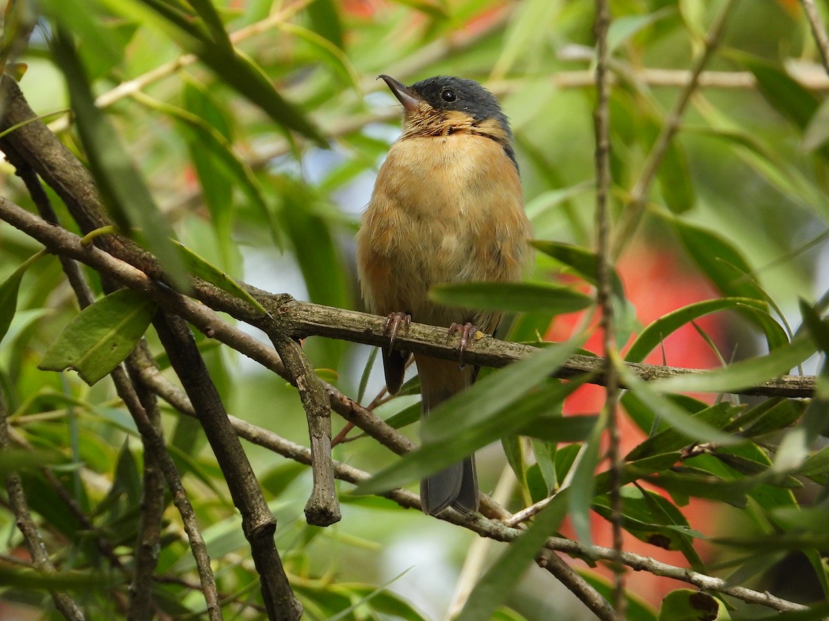 Rusty Flowerpiercer - ML620860828