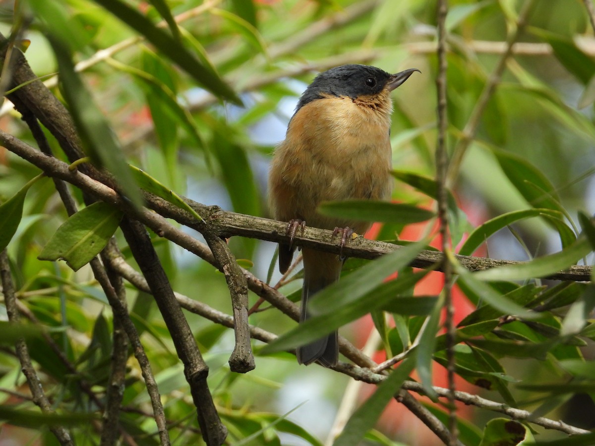 Rusty Flowerpiercer - ML620860833