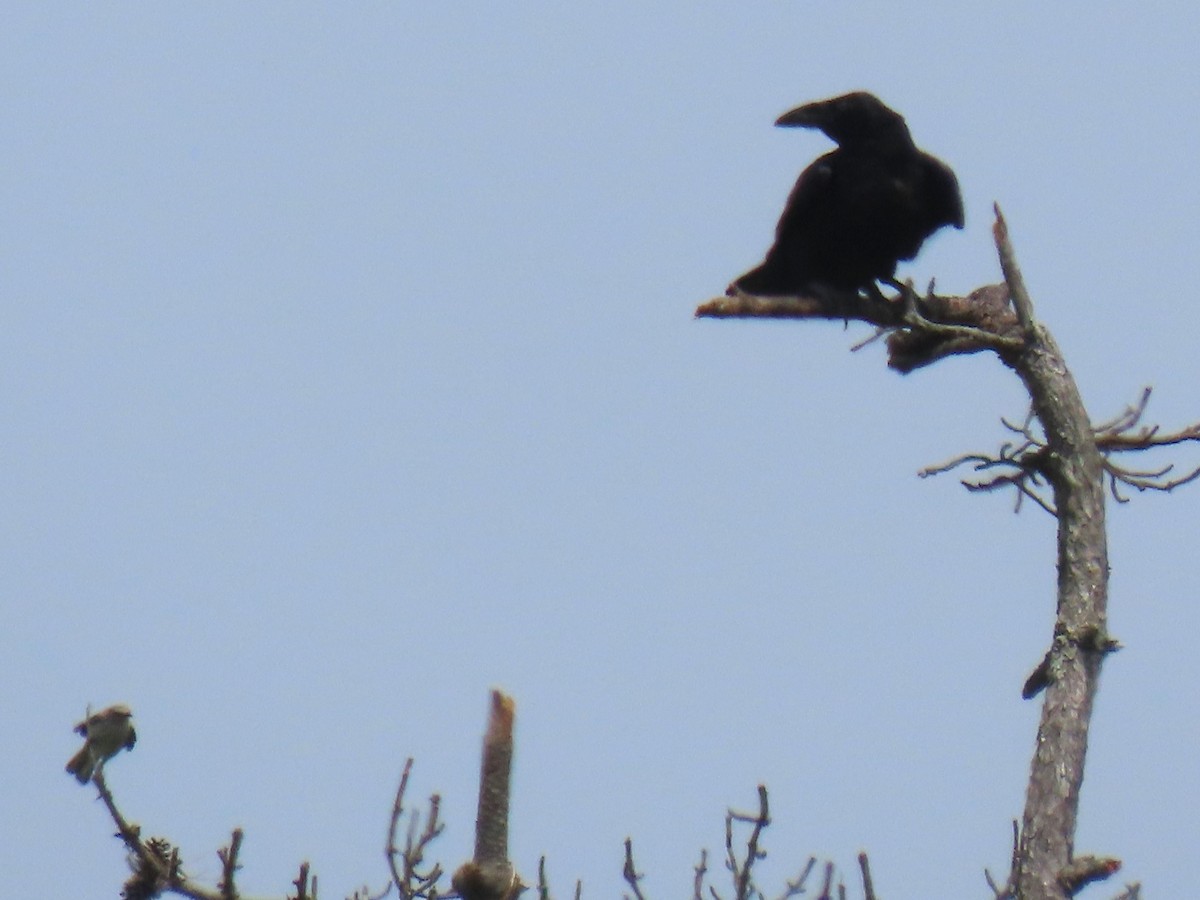 Common Raven - ML620860837