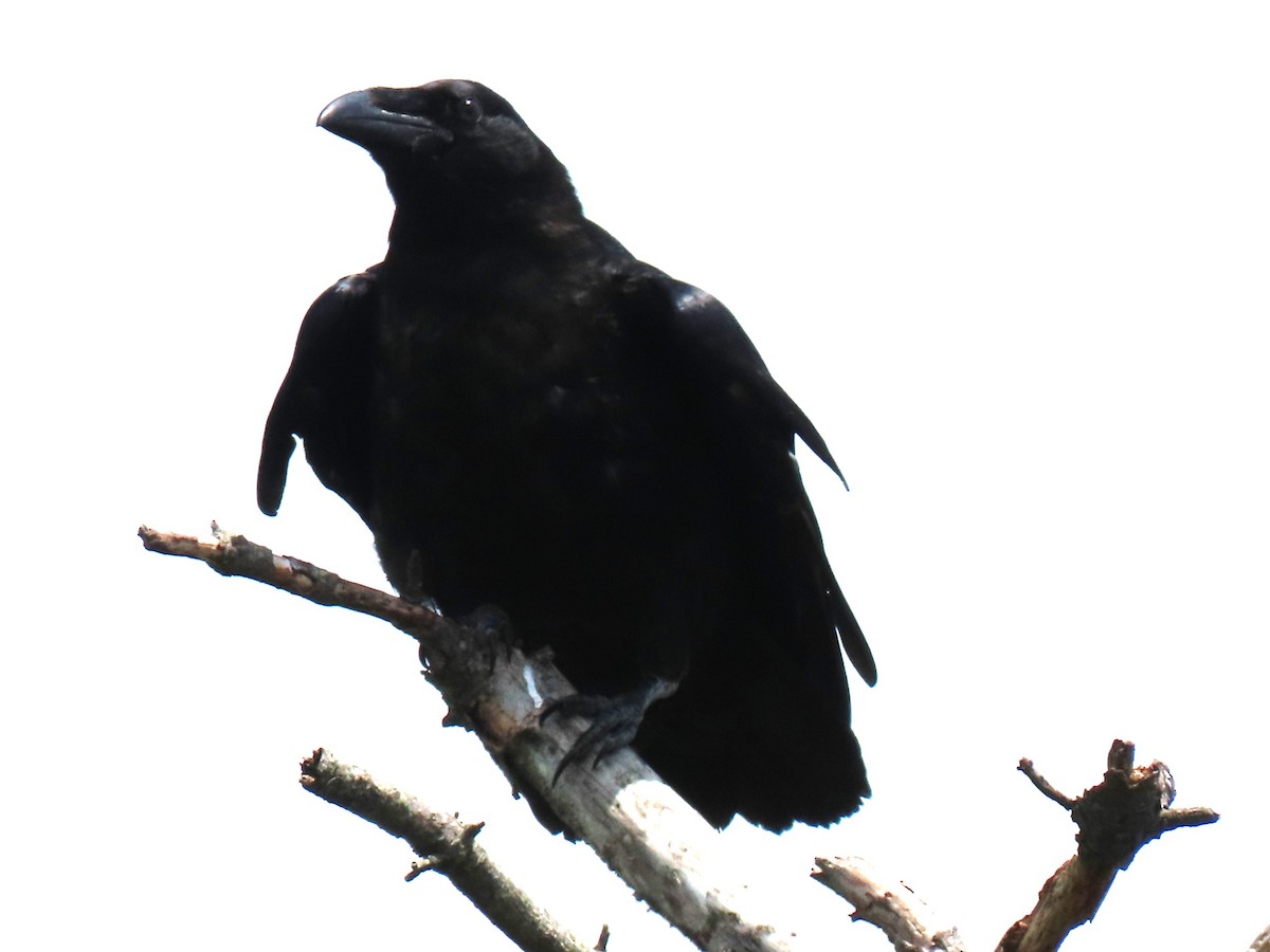Common Raven - ML620860838