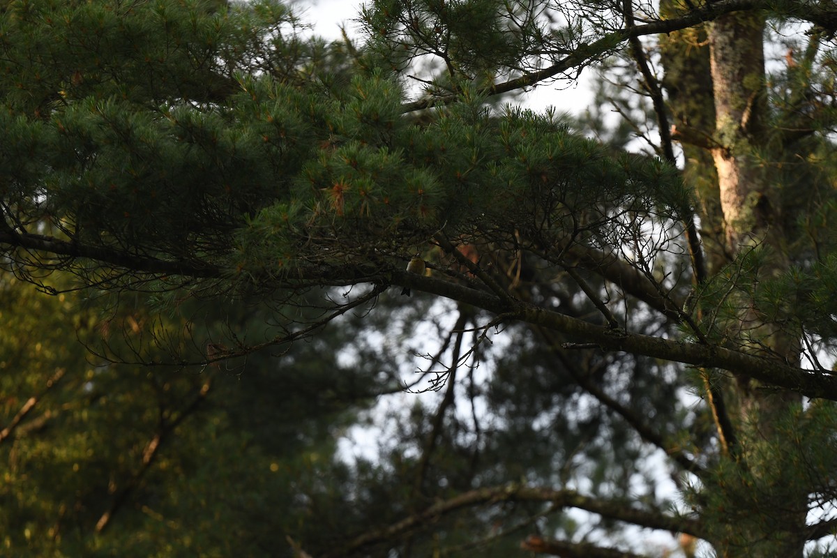 Evening Grosbeak (type 3) - joe demko