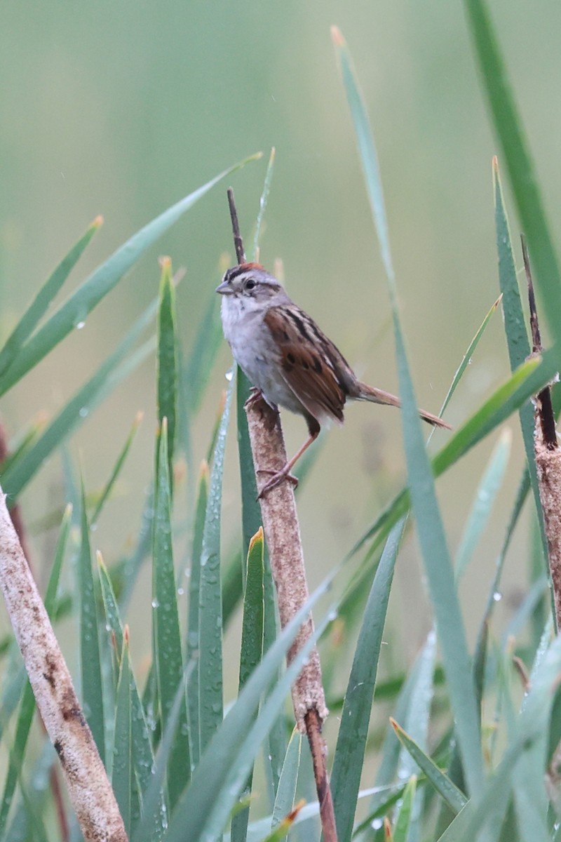 Swamp Sparrow - ML620860854