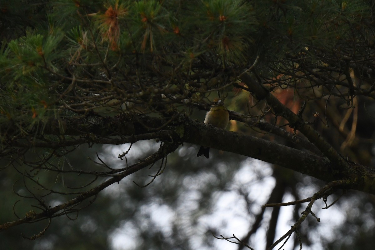 Evening Grosbeak (type 3) - ML620860855