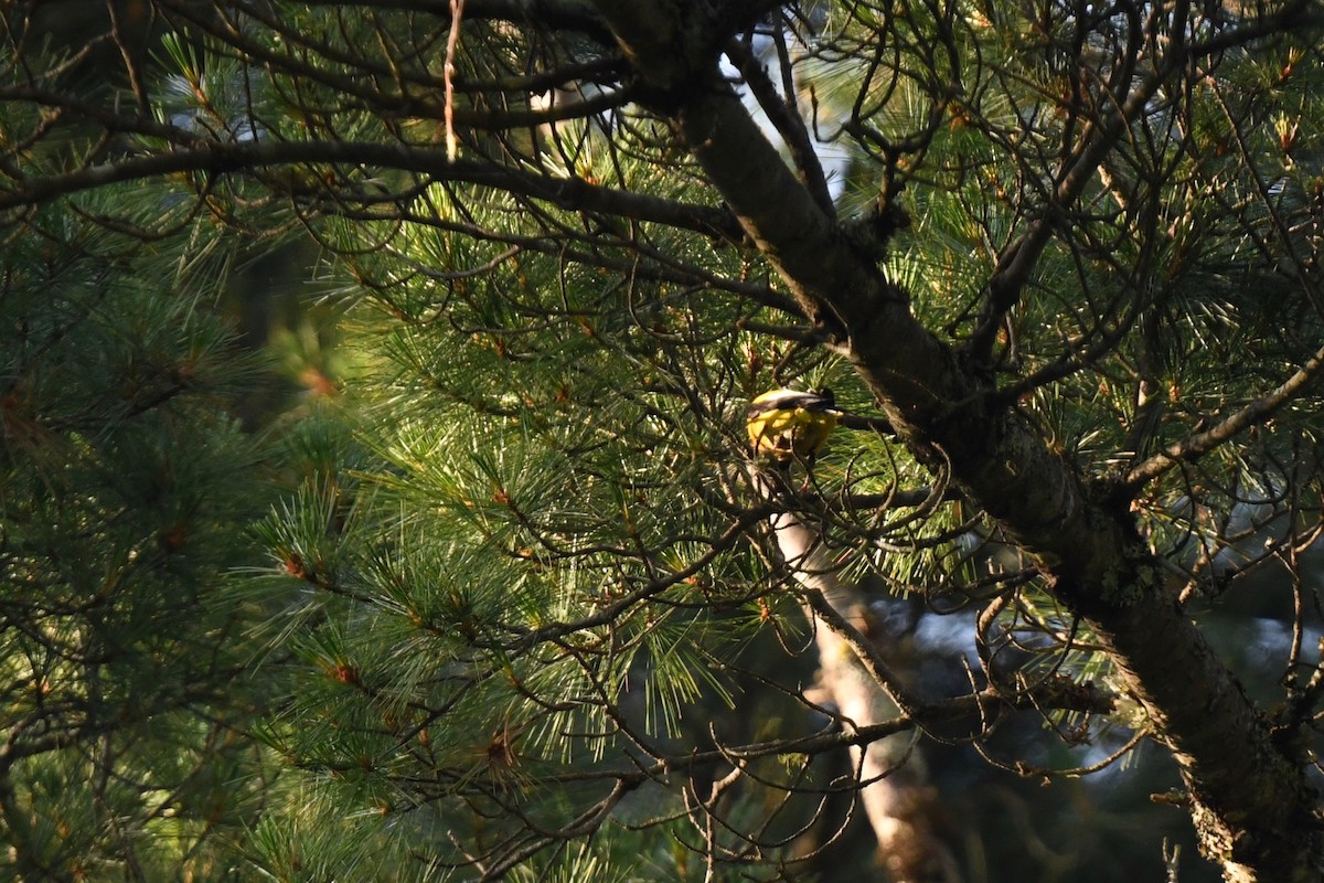 Evening Grosbeak (type 3) - joe demko