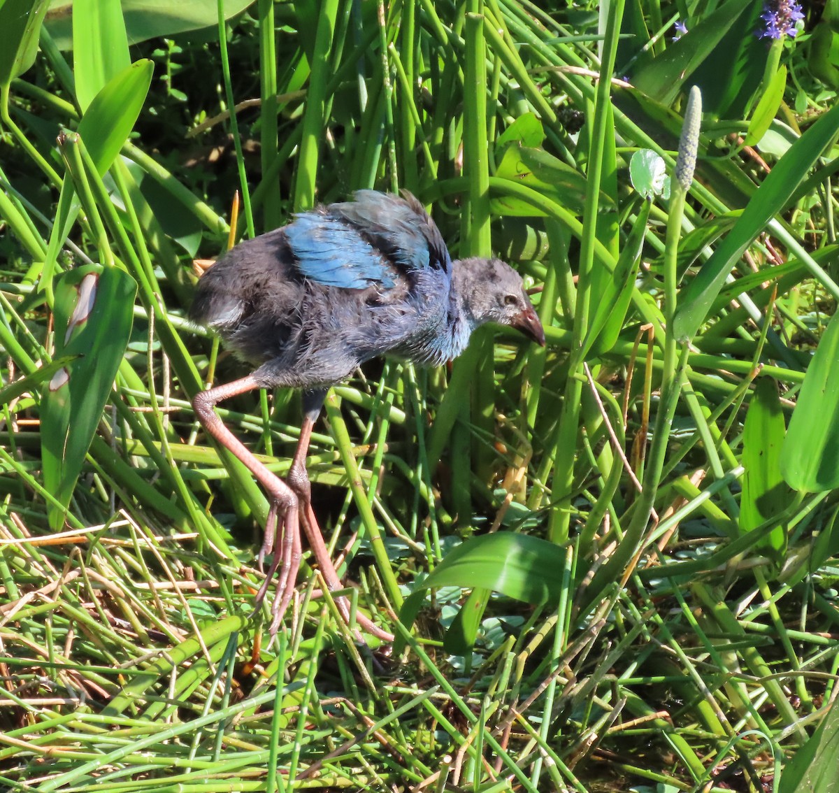 Gray-headed Swamphen - Susan Young