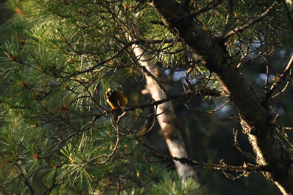 Evening Grosbeak (type 3) - ML620860878