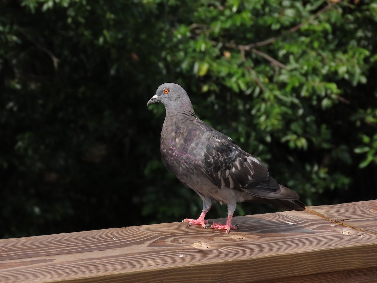 Rock Pigeon (Feral Pigeon) - ML620860890