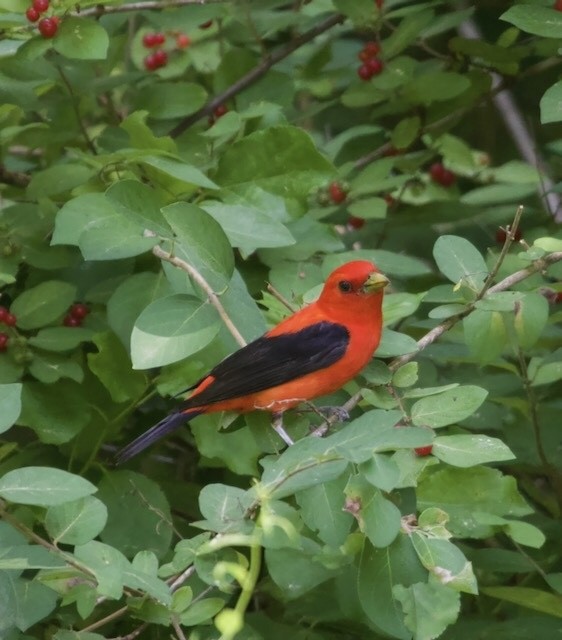 Scarlet Tanager - ML620860892