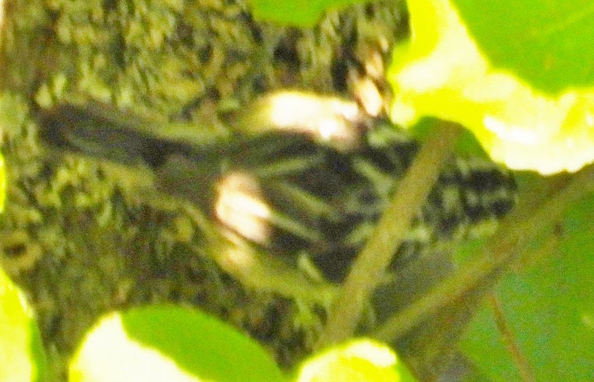 Black-and-white Warbler - ML620860913