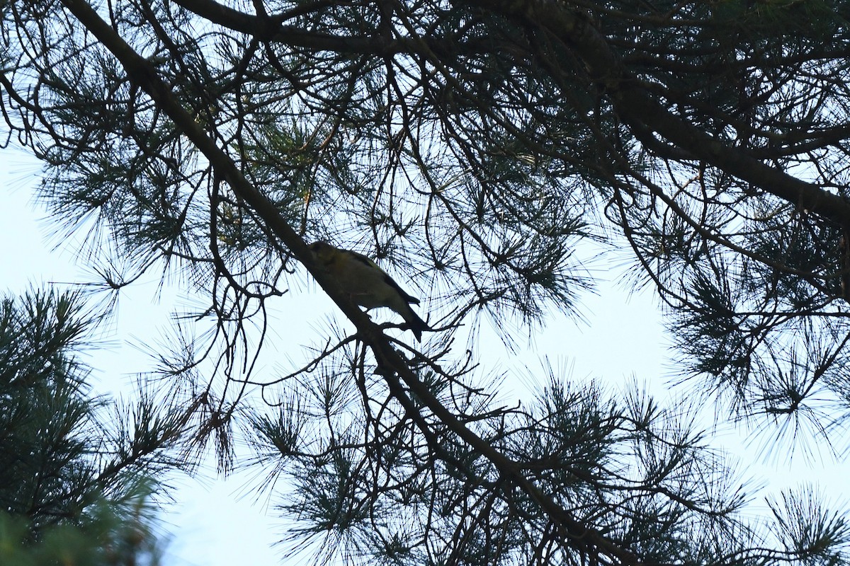 Evening Grosbeak (type 3) - ML620860914