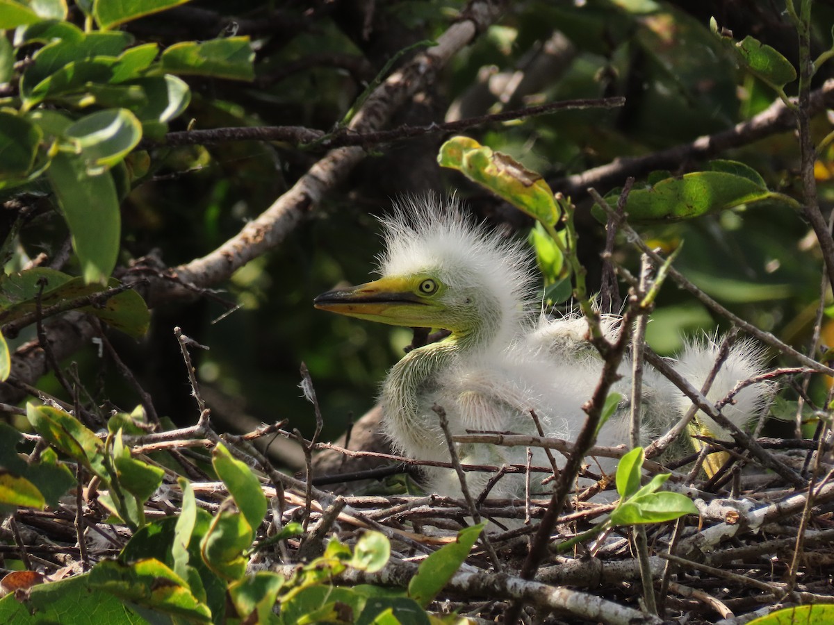 Great Egret - Susan Young