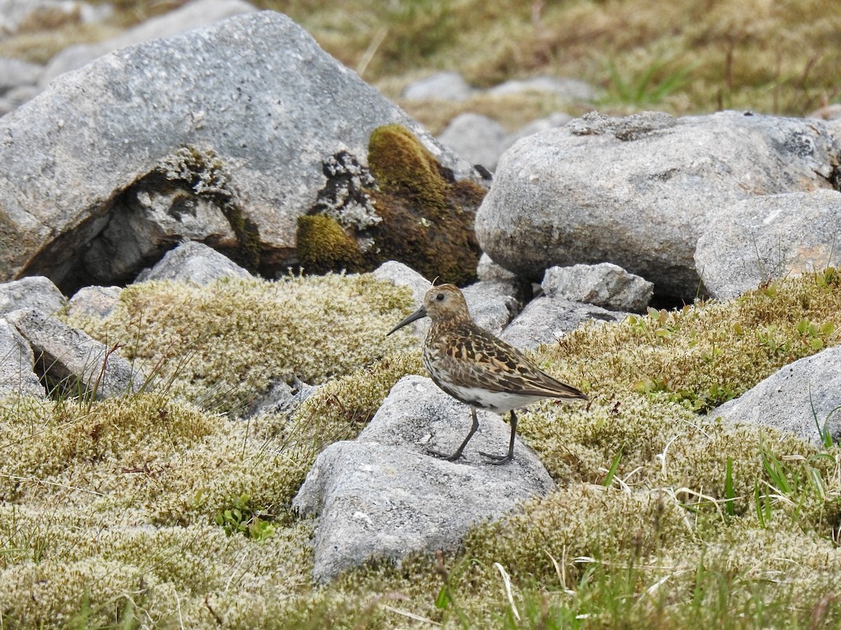 Dunlin - ML620860928