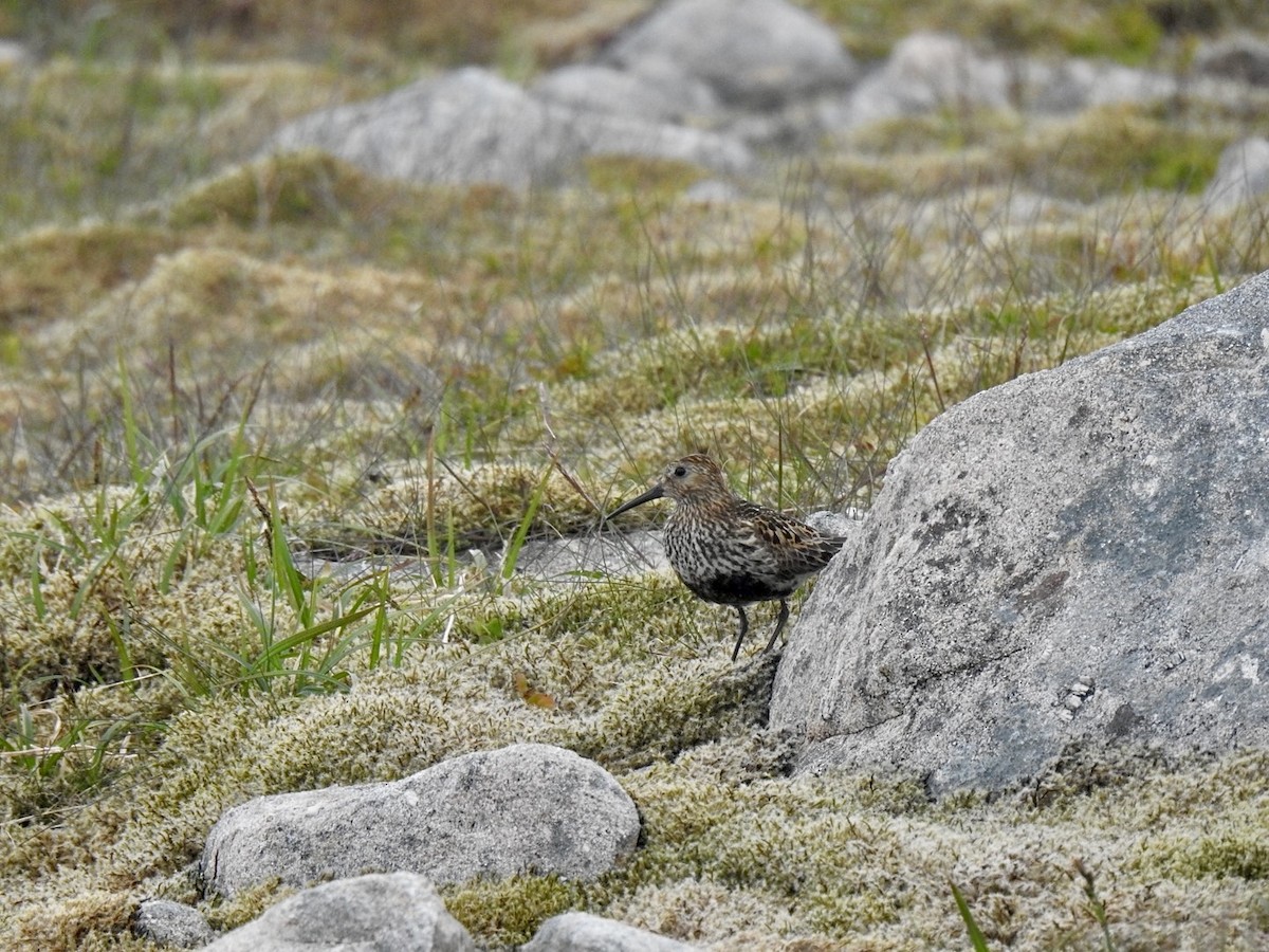 Dunlin - ML620860929