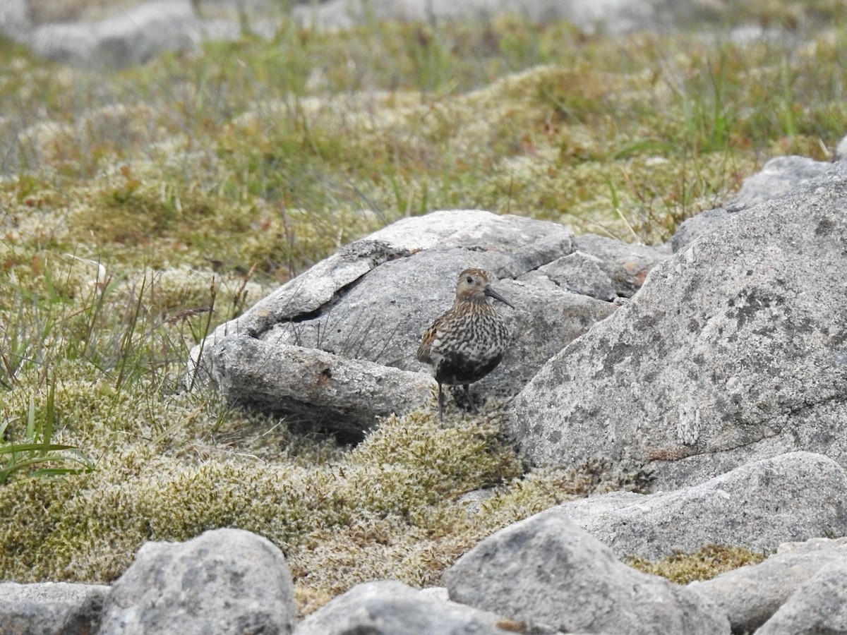 Dunlin - ML620860932