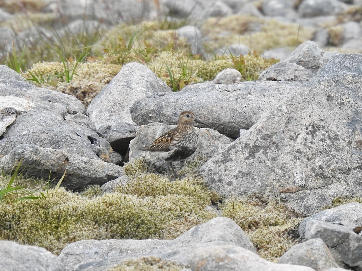 Dunlin - ML620860933