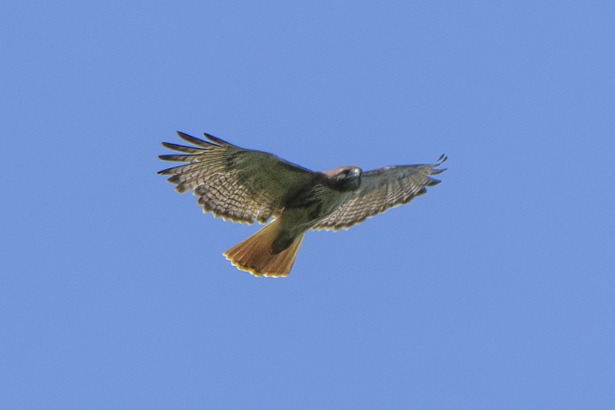Red-tailed Hawk - ML620860945