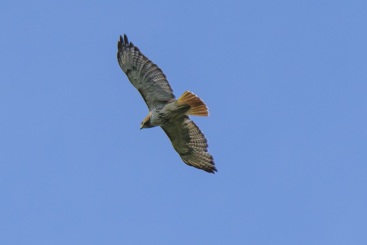 Red-tailed Hawk - Robert Bedell