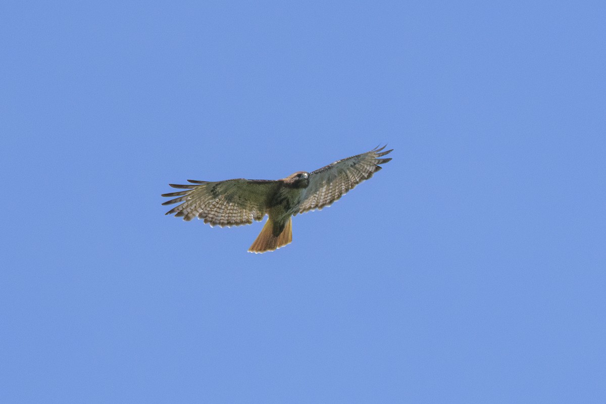Red-tailed Hawk - ML620860947