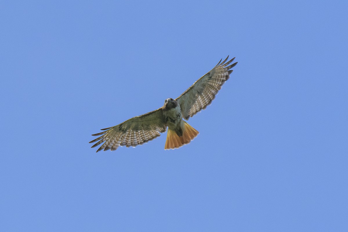 Red-tailed Hawk - ML620860948