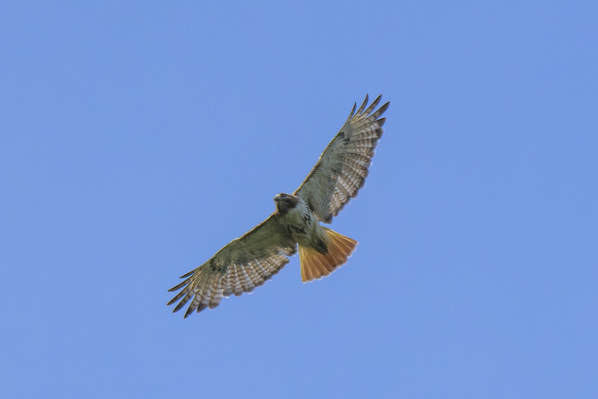 Red-tailed Hawk - ML620860949