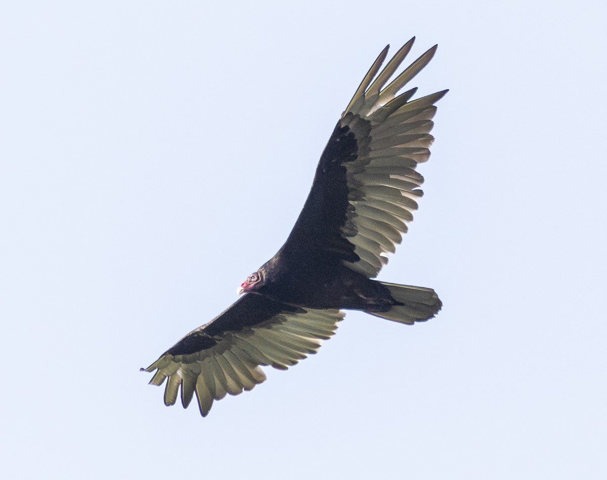 Turkey Vulture - ML620860968