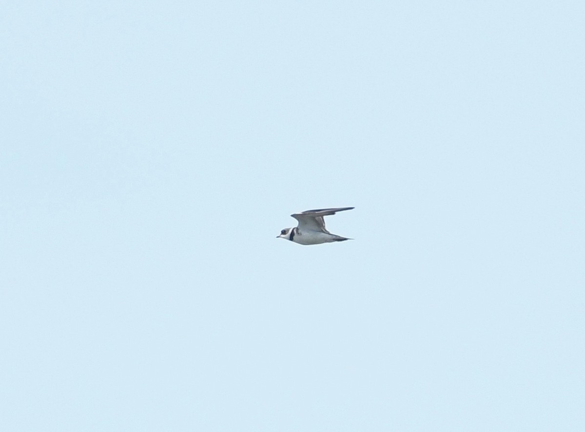 Semipalmated Plover - ML620860977